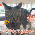 090817-s【猫アニメ】衝撃写真にゃ！