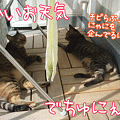 091004-【猫アニメ】のんびりでちゅ～♪
