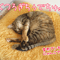 091101-【猫アニメ】まったりにゃんこにゃ。