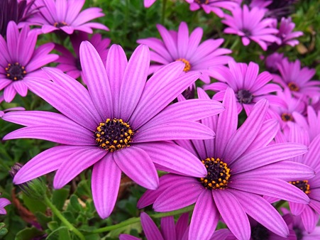 庭の花