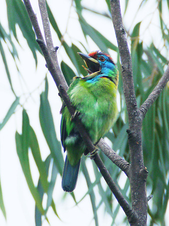 アオノドゴシキドリ(Blue-throated Barbet) P1180926_R