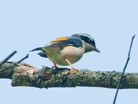 アカバネモズチメドリ(White-browed Shrike-babbler) IMGP122521_R