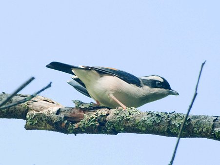 アカバネモズチメドリ(White-browed Shrike-babbler) IMGP122526_R