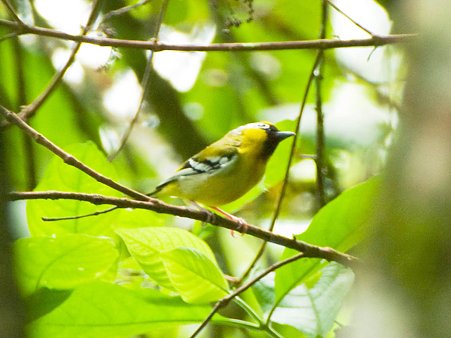 クリビタイモズチメドリ(Chestnut-fronted Shrike-babbler) IMGP123208_R
