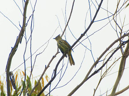 タテフヒヨドリ(Striated Bulbul) IMGP123429_R