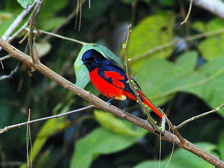 ヒイロサンショウクイ♂(Scarlet Minivet) IMGP18465_R