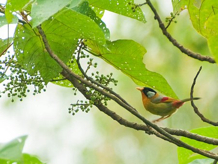 ゴシキソウシチョウ(Silver-eared Mesia) IMGP124718_R