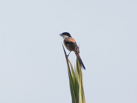 タカサゴモズ(Long-tailed Shrike) IMGP125920_R
