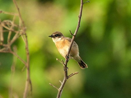 ノビタキ(Common Stonechat) IMGP125883_R