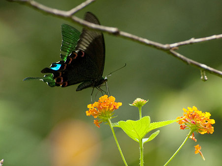 ルリモンアゲハ(Papilio Paris) IMGP126183_R