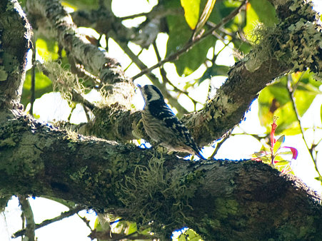 セグロコゲラ(Grey-capped Pygmy Woodpecker) IMGP126882_R