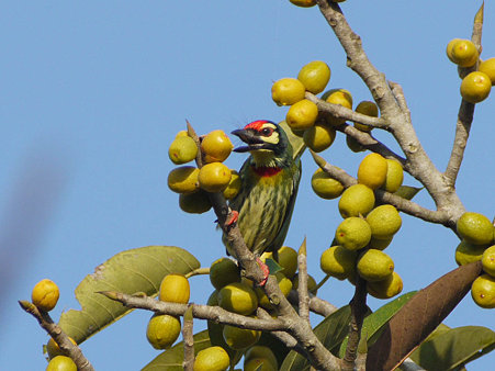 ムネアカゴシキドリ(Coppersmith Barbet) P1040756_R