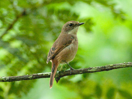 ヤマザキヒタキ(Grey Bushchat) IMGP127684_R