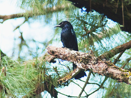 テリオウチュウ(Spangled Drongo or Hair-crested Drongo) IMGP127603_R.jpg