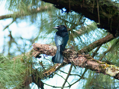 テリオウチュウ(Spangled Drongo or Hair-crested Drongo) IMGP127601_R.jpg