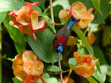 ムナグロタイヨウチョウ(Black-throated Sunbird) IMGP129258_R