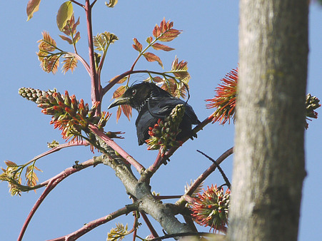 テリオウチュウ(Spangled Drongo) P1230707_R2