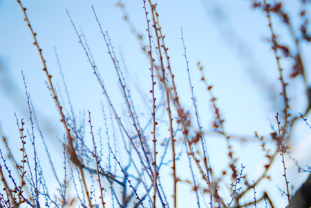 Plum blossoms are not yet in bloom.