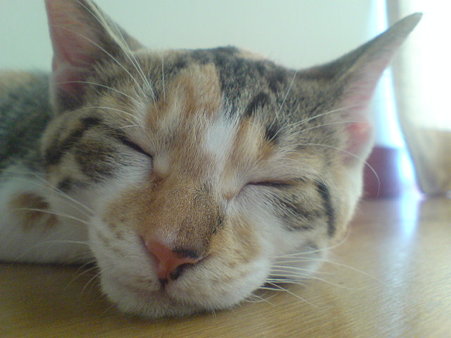 2009080403