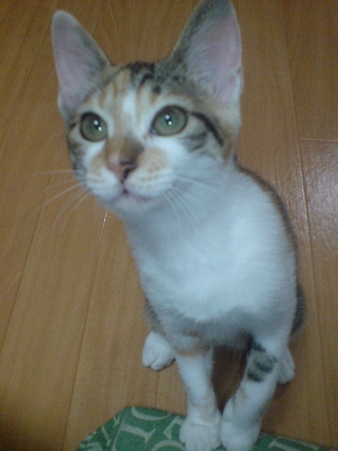 2009080401