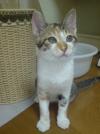 2009071804