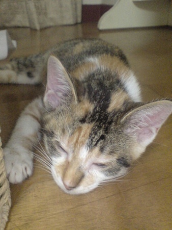 2009070702