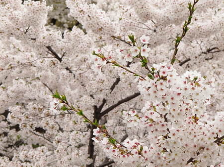 盛岡城跡公園(岩手公園)の桜・2
