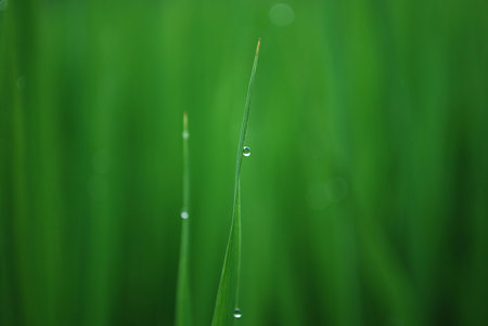 雫