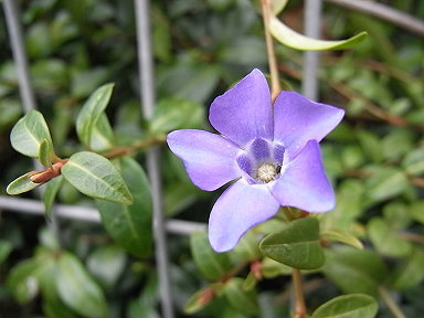 つるにちそう・蔓日草