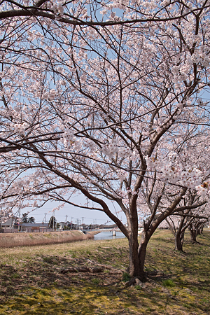 Cherry_blossom04212011dp1-06