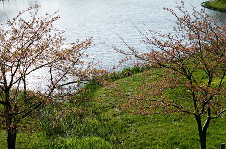 Cherry_blossm_Kodak_PORTRA160NC05062011CONTAX159MM02