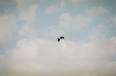 CONTAX159MM_Kodak_PORTRA160NC05092011-15
