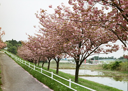 Yaezakura_OLYMPUS_PEN_FT_Kodak_PORTRA160NC_05092011-01