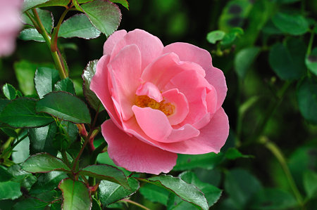 DSC_0022_1649