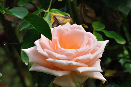 DSC_0080_1661
