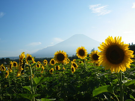16．富士山とひまわり