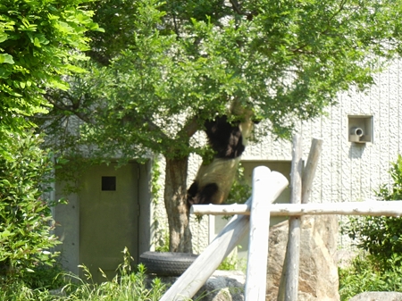 木登りDSCN2509
