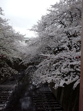 目黒川の桜2011 その2
