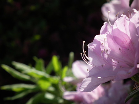 DSCF0426