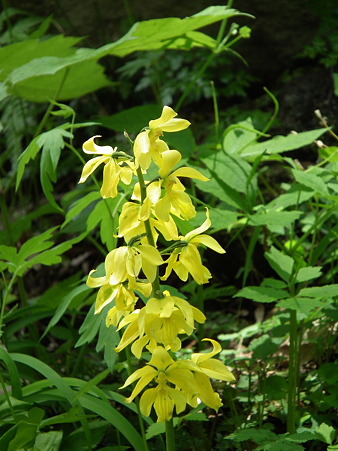DSCF0124