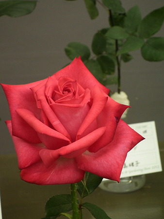DSCF0720