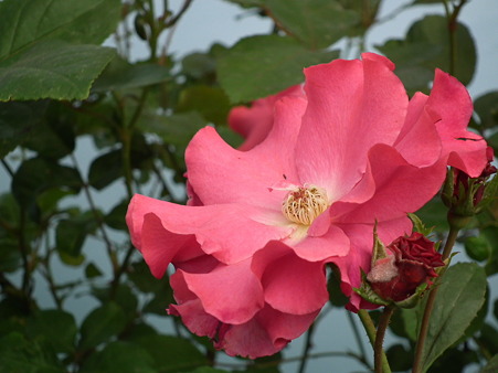 DSCF0229