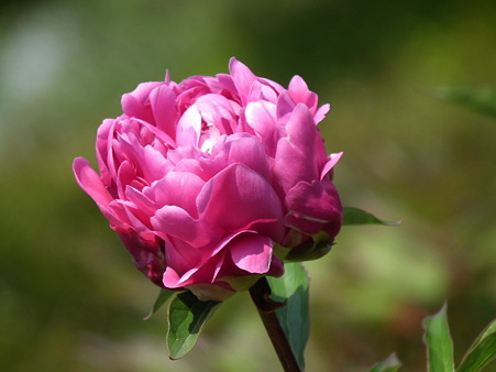 DSCF0418