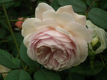 DSCF0935