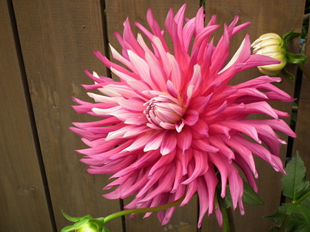 DSCF0457