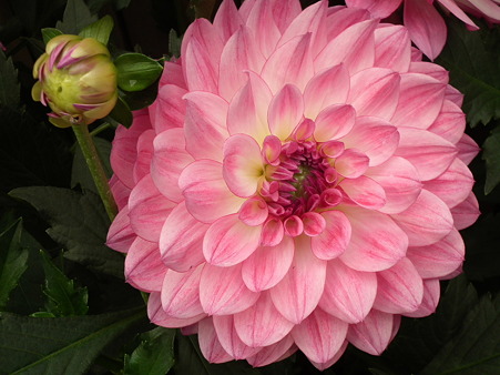 DSCF0459