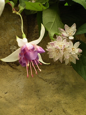 DSCF0564