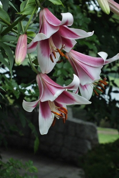 DSCF0728