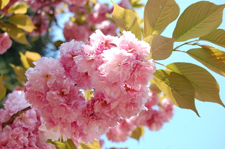 茂林寺の桜