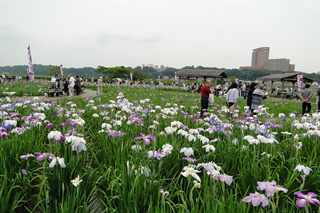 小岩菖蒲園